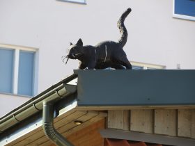 Кот на крыше