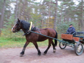 конная повозка